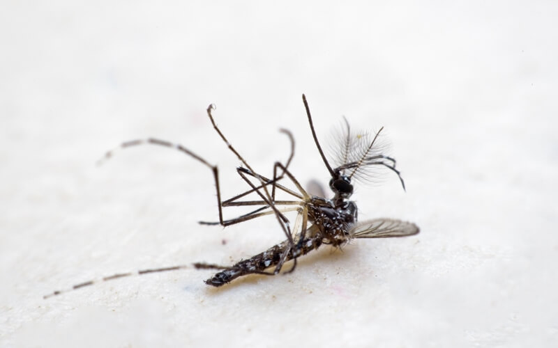 Dead Mosquito On Floor